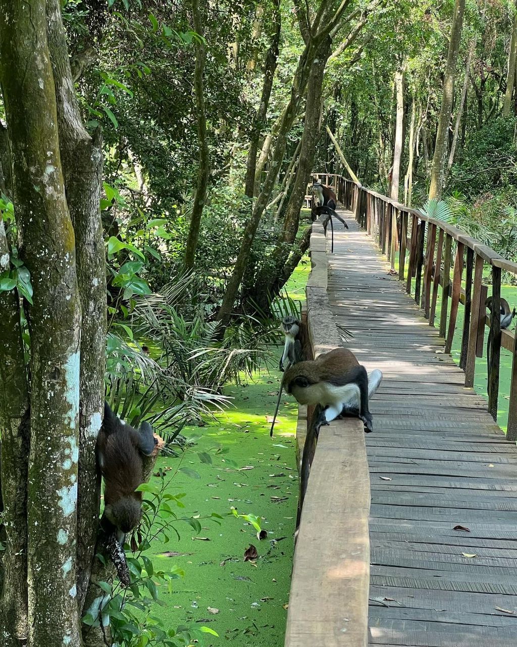 La Campagne Tropicana